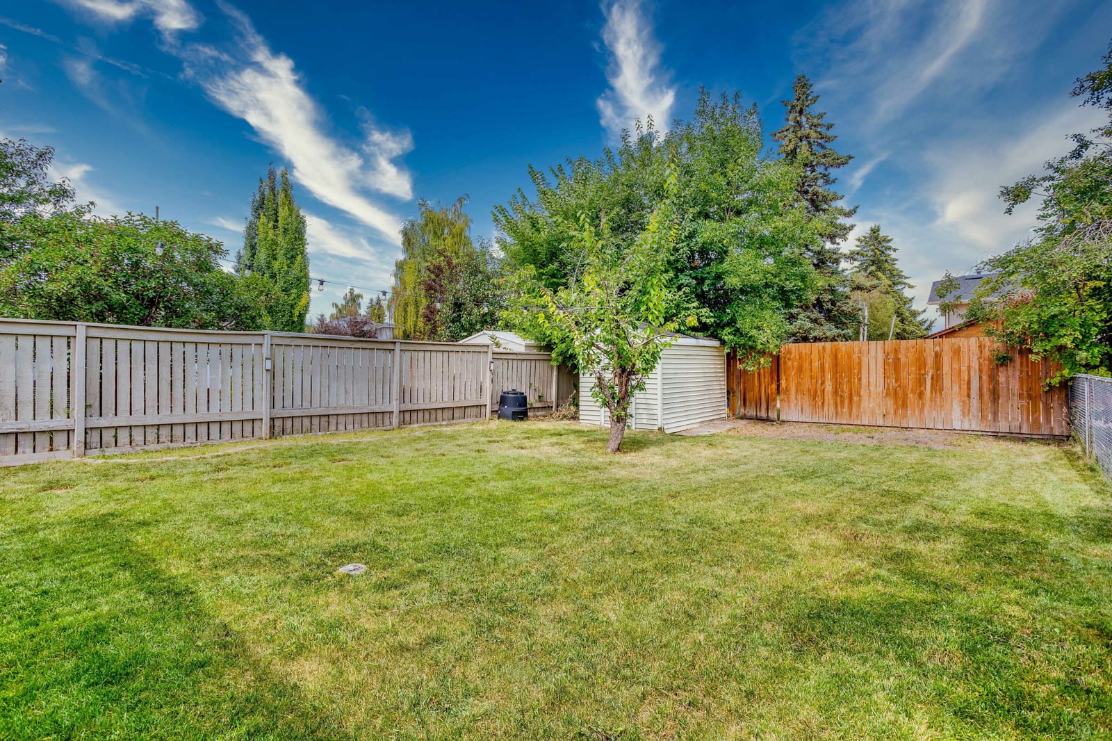 Trees and the backyard fence line