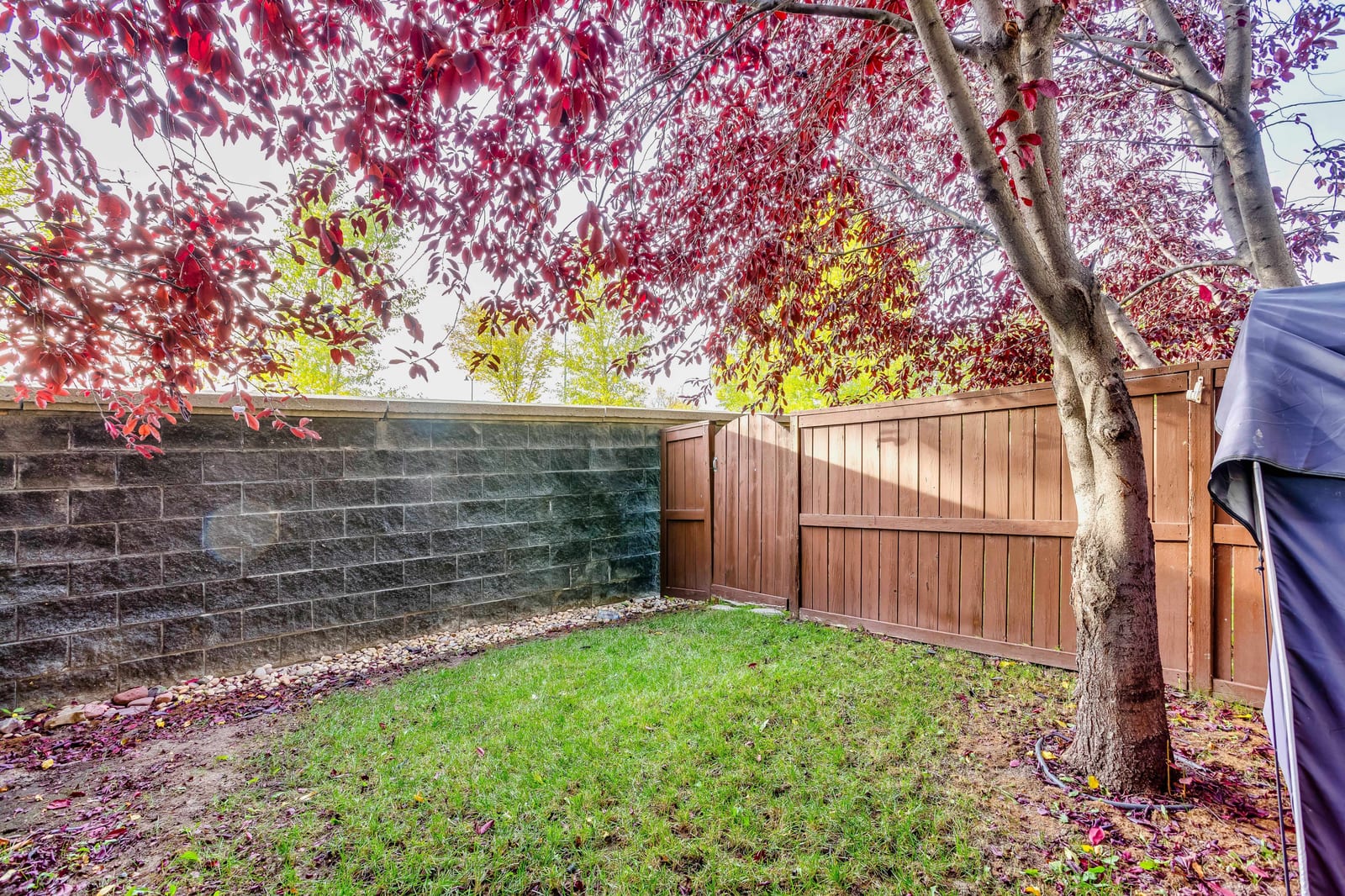The garden and fence line